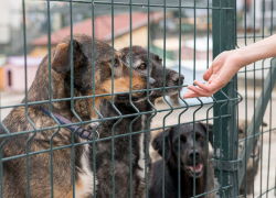 Почему приюта в Убыхе до сих пор нет — 3 года в Новороссийске не могут найти инвестора