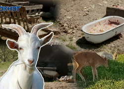 Козы ходят толпами: ферма по соседству изводит новороссийцев 