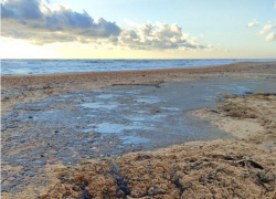 Катастрофа в Черном море: мазут может истребить мидий и устриц