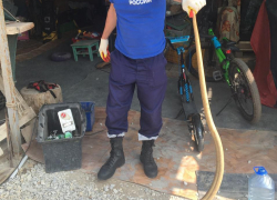 Спасатели из Новороссийска "обезвредили" дом от безногого гостя