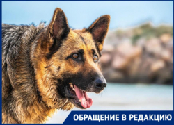 В пригороде Новороссийска пара «огромных» овчарок угрожают безопасности прохожих