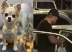 От собаки остался «кусок размазанного мяса по асфальту»: жительница Новороссийска рассказала о своей трагедии