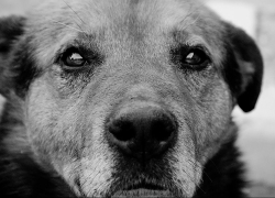 Выстрелил и добил молотком: житель Новороссийска устроил жестокую расправу над собакой 