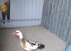 Чья утка? Новороссийцы с добрым сердцем приютили заблудившуюся утку 