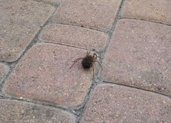 Огромного паука обнаружил местный житель в Новороссийске 