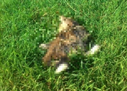 Расправа над котенком произошла в центре Новороссийска