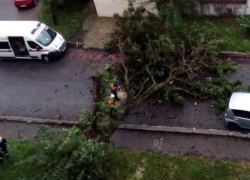 Дерево покушалось на имущество новороссийцев