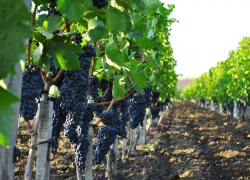  Агрофирма "Раевская" продает свои земли под Новороссийском