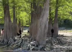 Туристы уничтожают кипарисы в Сукко под Анапой