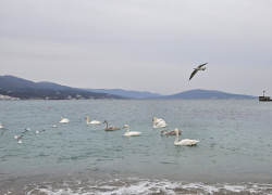 Погода в Новороссийске: шквалистый ветер и временами дождь 