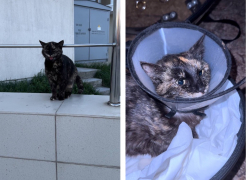 “Чуть не загубили” — что случилось с кошкой, которую спасли в Новороссийске спасатели