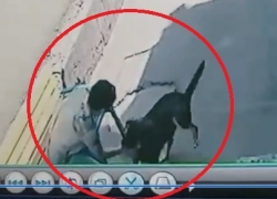 Собака вцепилась в руку гладящей её женщины в Новороссийске