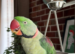 Дорога домой — в Новороссийске экзотическая птица ищет своих настоящих хозяев