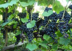 Никто не хотел покупать: продажа виноградников Мысхако не состоялась