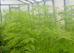 Новороссиец построил теплицу для выращивания конопли 