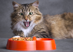 В Новороссийске задержали крупную партию опасного корма для животных