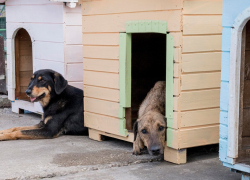 Суд допустил эвтаназию бездомных животных - о чем стоит знать новороссийцам