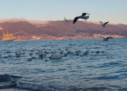 В день орнитолога эколог рассказала о птицах Новороссийска