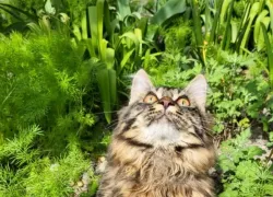 У Рыб начался новый этап, а Тельцам пора заняться планированием