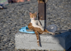Погода в Новороссийске: штормовое предупреждение - возможен дождь