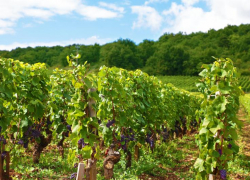 Туристические объекты появятся на виноградниках Новороссийска