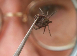 Совсем скоро кровопийцы проснутся: новороссийцев предупредили о нашествии комаров и клещей