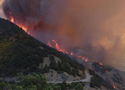 Пожар в Дюрсо уничтожил уникальную экосистему: погибли животные и растения 