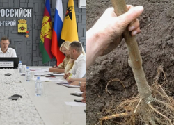 Для улиц Новороссийска закуплено 2,5 тысяч саженцев, а техника "решит вопросы кадров"