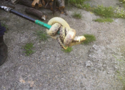 Страшный гость: в один из частных дворов в Новороссийске наведалась крупная змея