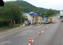 В окрестностях Новороссийска выпустили на волю пчел