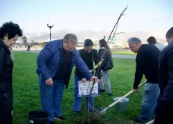 Новороссийская набережная становится ещё зеленее: высажено 20 молодых лип