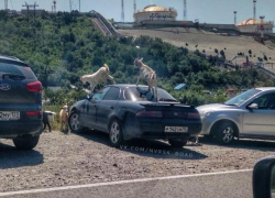 В Новороссийске "козлы" встречаются не только за рулем