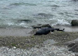  «Покоя мне нет после увиденного»: новороссийцы продолжают находить погибших дельфинов на берегу бухты