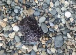 На пляже "Кристалл" заметили мазут и мертвых птиц