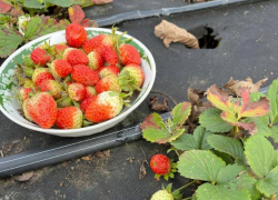 Клубнику в декабре собрала жительница Краснодарского края 