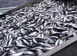 43 миллиона получили рыболовы Новороссийска: сколько рыбы выловили из Чёрного моря в 2025 году