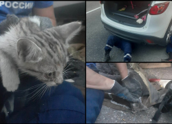 Чудом выжил: новороссийские спасатели достали котенка, застрявшего в автомобиле