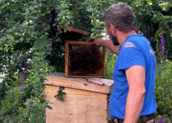 Новороссийские спасатели «обезвредили» рой пчел во дворе жилого дома