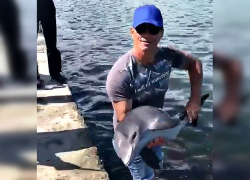 "Рыбаки" выловили дельфинёнка в Новороссийске варварским методом