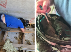 Спасатели Новороссийска вызволили брошенного новорожденного котенка