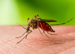 Растет число заболевших лихорадкой Западного Нила - есть ли опасность для новороссийцев
