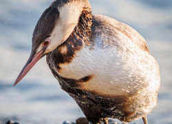 "Больно это наблюдать": птицы в мазуте страдают в Новороссийске  
