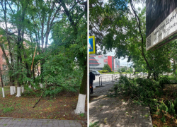 Дерево прилегло отдохнуть в центре Новороссийска: последствия шторма