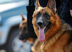 Собака помогла полицейским поймать девушку с наркотиками в Новороссийске