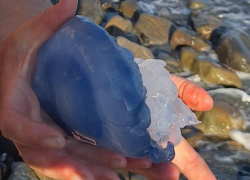 Огромную медузу встретили люди на пляже в Новороссийске