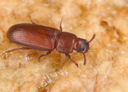 Булавоусого хрущака не пустили в Новороссийск