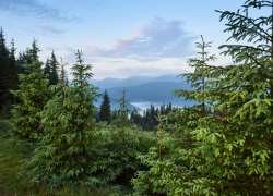 Срубленная к празднику елка дорого обойдется новороссийцам