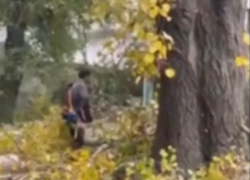 В Новороссийске рубят вековые деревья: жители бьют тревогу