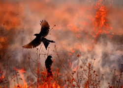 Леса Новороссийска под угрозой: гостей и жителей просят быть осторожнее 
