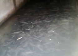 Рыбки под Новороссийском в озере Абрау пострадали от бакланов